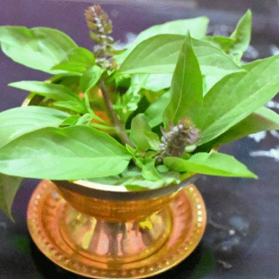 Basil