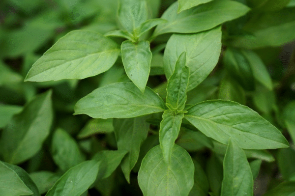 Basil - Image 2